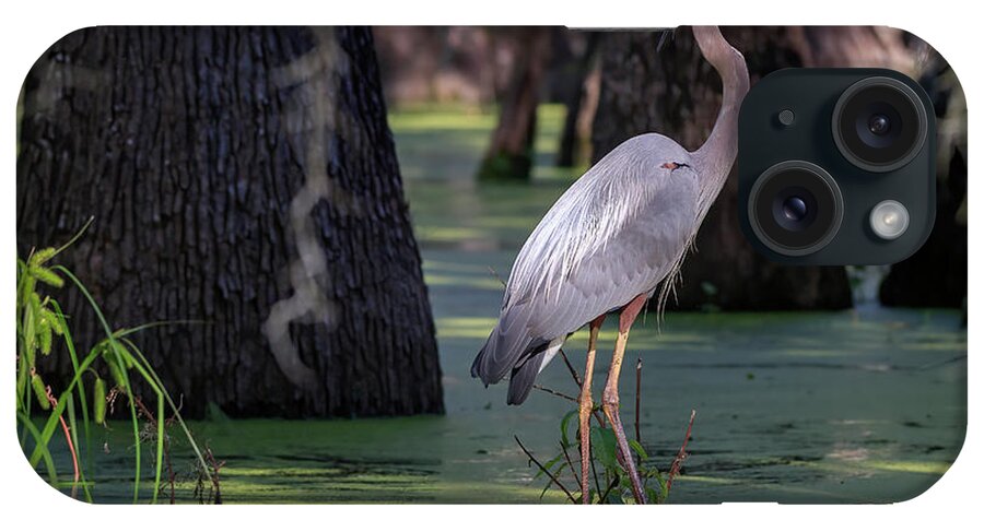 Great Blue Heron iPhone Case featuring the photograph Swamp Heron by JASawyer Imaging