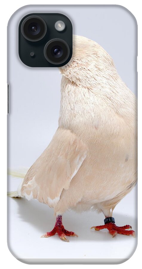 Pigeon iPhone Case featuring the photograph Egyptian Swift Mishmishy by Nathan Abbott