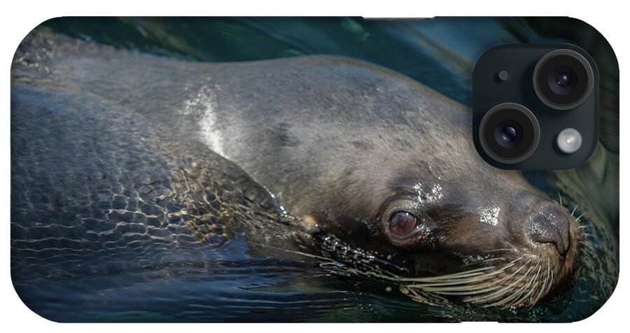 Seal iPhone Case featuring the photograph Swimming Seal by Eva Lechner