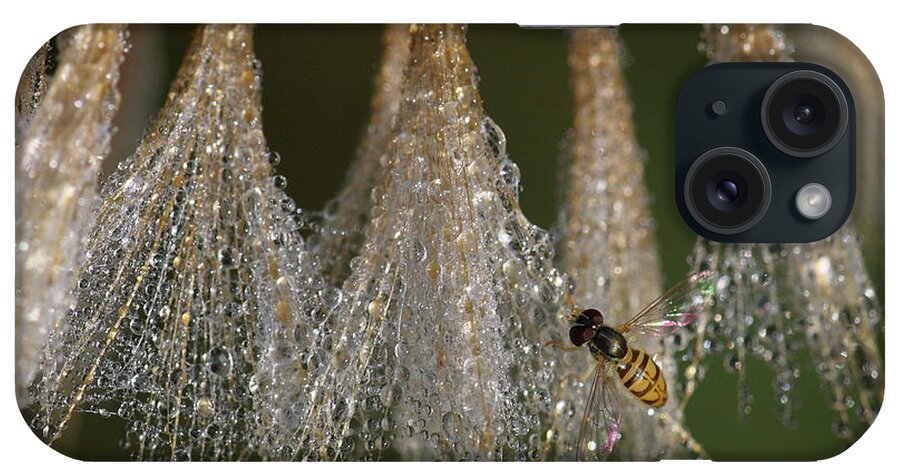 Syrphid Fly iPhone Case featuring the photograph Syrphid Fly On A Dewy Morn by Daniel Reed