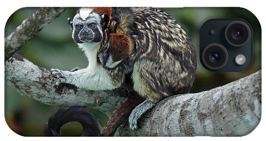 Not Applicable iPhone Case featuring the photograph Tamarin Monkey as Title Slide by Alan Lenk