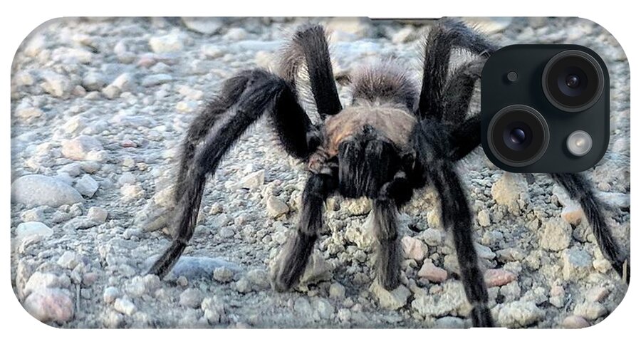 Nature iPhone Case featuring the photograph Tarantula by Misty Morehead