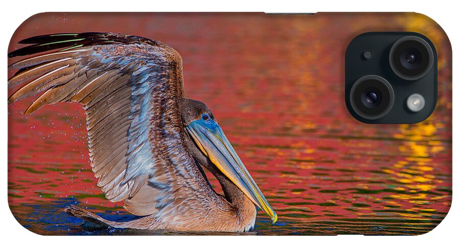 Louisiana iPhone Case featuring the photograph Tchefuncte Pelican by Tom Gresham