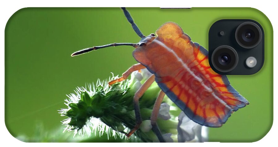 Insect iPhone Case featuring the photograph Tessaratoma Papillosa by Adegsm