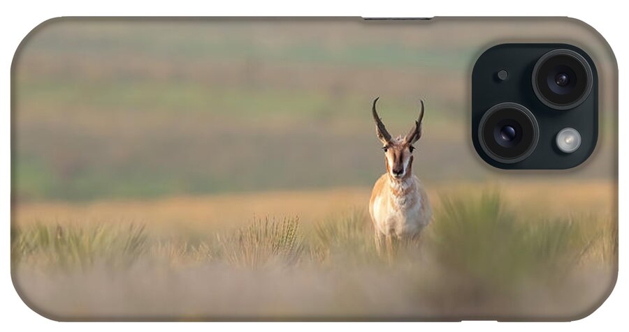 Pronghorn iPhone Case featuring the photograph Texas Pronghorn Buck by Gary Langley