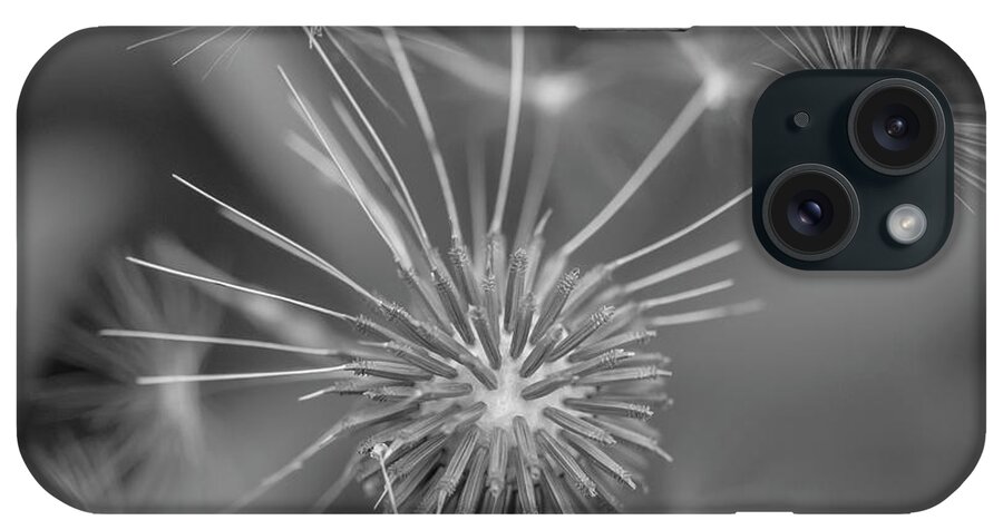 Dandelion iPhone Case featuring the photograph That's Just Dandy 10 by Dusty Wynne
