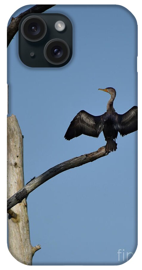 Critters iPhone Case featuring the photograph The Cross Of The Cormorant by Skip Willits