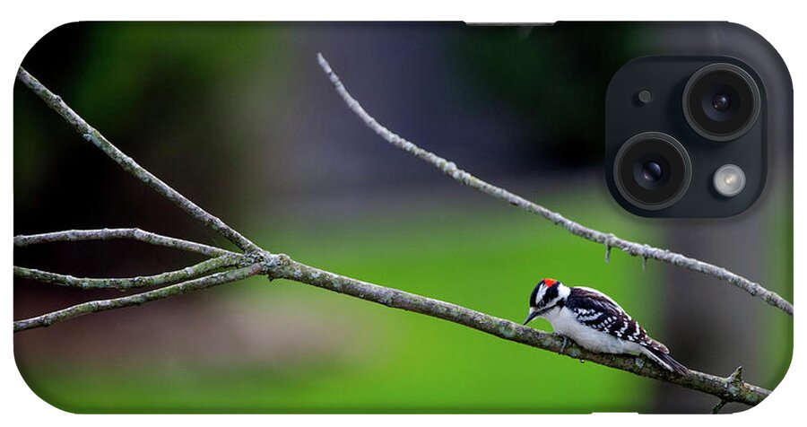 Photographs iPhone Case featuring the photograph The Downey Woodpecker by Pheasant Run Gallery