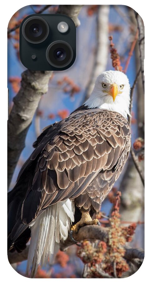 Bald Eagle iPhone Case featuring the photograph The Eyes by Laura Hedien