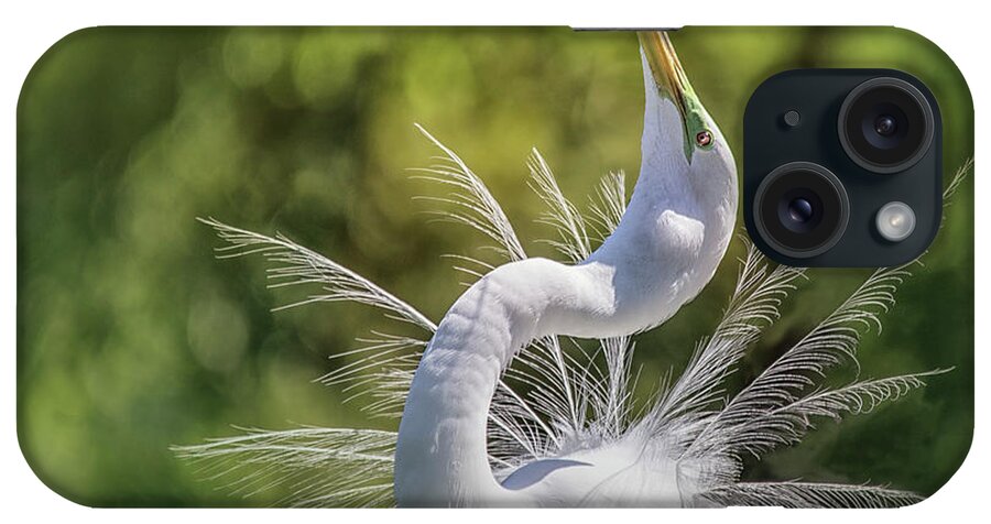  Great White Great Egrets iPhone Case featuring the photograph The Great White Egret Mating Dance by Mary Lou Chmura