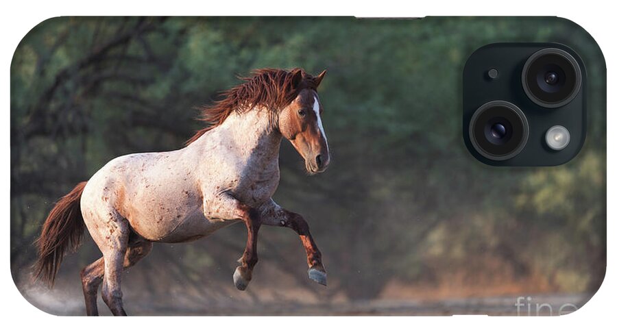 Salt River Wild Horse iPhone Case featuring the photograph The Jump by Shannon Hastings