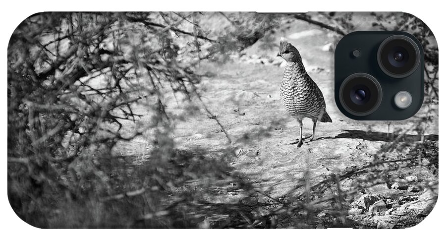 Richard E. Porter iPhone Case featuring the photograph The Loner #0561 - Quail, Terrell County, Texas by Richard Porter