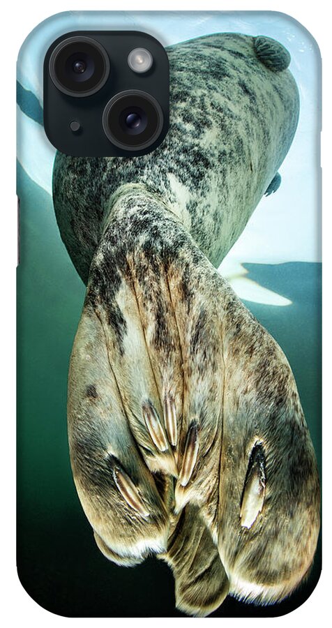 Animal iPhone Case featuring the photograph The Rear Flippers Of A Large Female Grey Seal Bottling At by Alex Mustard / Naturepl.com