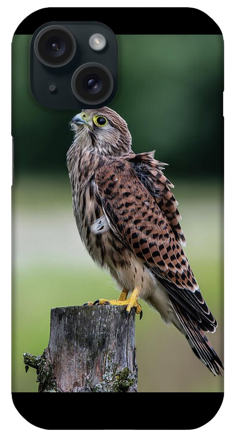 Kestrel iPhone Case featuring the photograph The young Kestrel perching on a wooden fence pole by Torbjorn Swenelius