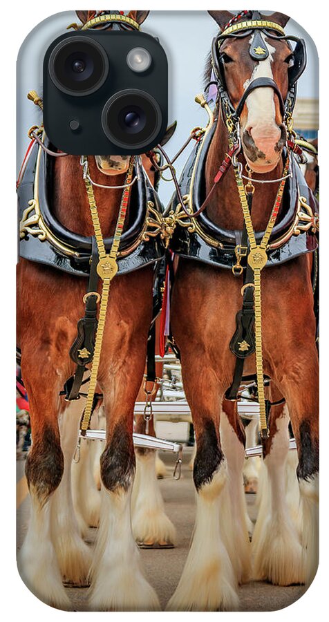 Budweiserclydesdales iPhone Case featuring the photograph This Buds For You by JASawyer Imaging