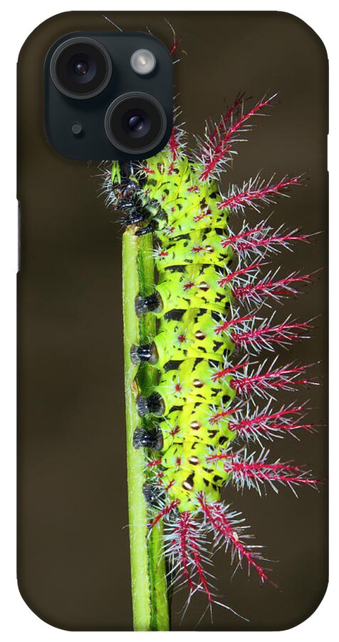 American Fauna iPhone Case featuring the photograph Thorny Caterpillar by Ivan Kuzmin