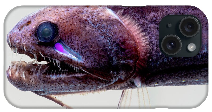 Animal iPhone Case featuring the photograph Threadfin Dragonfish, Echiostoma by Dante Fenolio