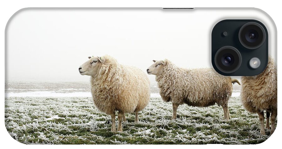 Dawn iPhone Case featuring the photograph Three Sheep In Winter by Marceltb