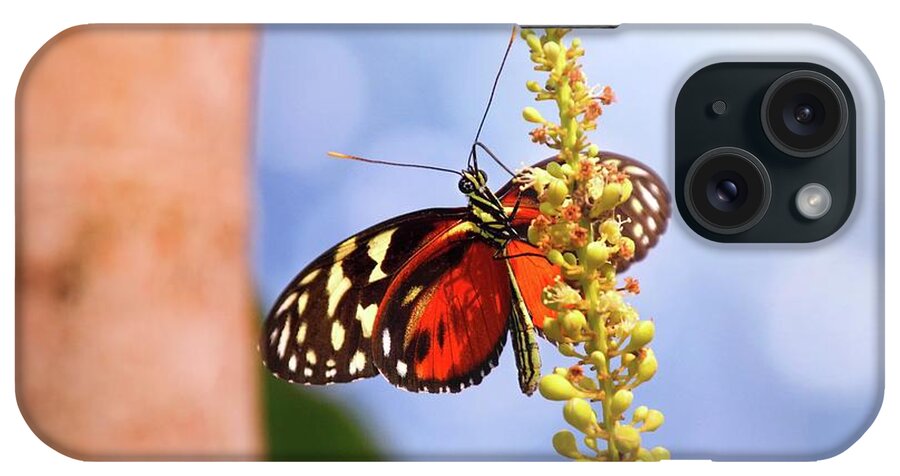 Butterfly iPhone Case featuring the photograph Tiger Longwing Butterfly by Jaroslav Buna