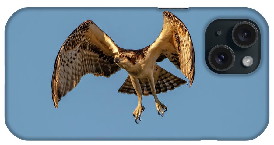 Osprey iPhone Case featuring the photograph Time To Fly by DB Hayes