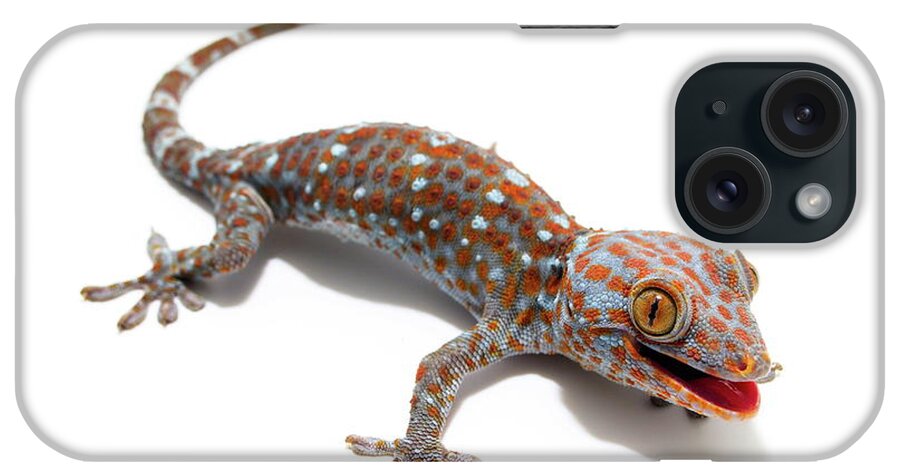 Lizard iPhone Case featuring the photograph Tokay Gecko by Nathan Abbott