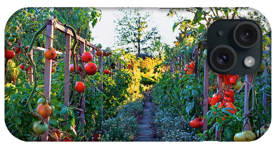 Community Garden iPhone Case featuring the photograph Tomatoes On Frames by Richard Felber