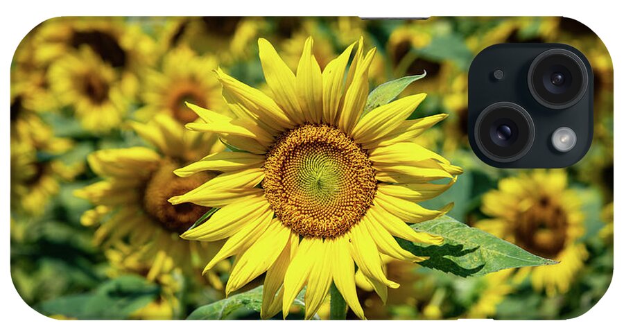 Sunflower iPhone Case featuring the photograph Tournesol Sunflower by Rose Guinther