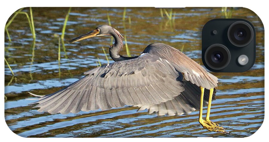 Tricolored Heron iPhone Case featuring the photograph Tricolored Heron Out of the Water by Carol Groenen