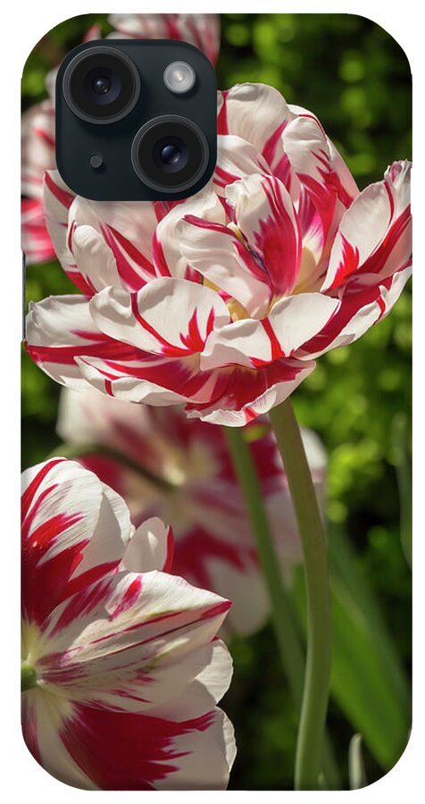 Tulip iPhone Case featuring the photograph Tulip Carnival de Nice by Dawn Cavalieri
