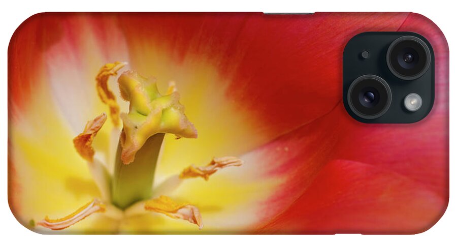 Petal iPhone Case featuring the photograph Tulip, Close-up by James Gritz