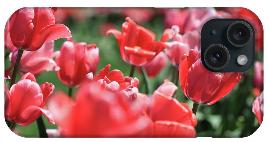 Tulip iPhone Case featuring the photograph Tulip Garden by Mike Murdock