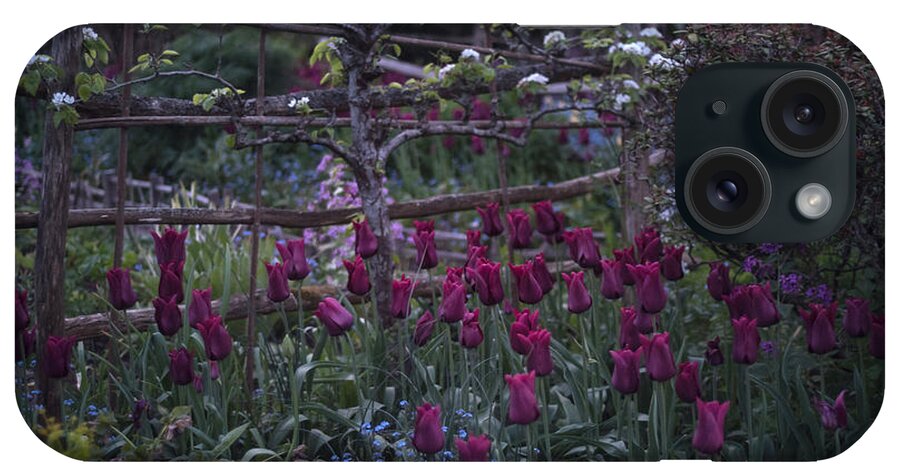 Tulips iPhone Case featuring the photograph Tulips in the evening light by Perry Rodriguez
