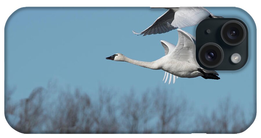 Birds iPhone Case featuring the photograph Tundra Swan Duo by Donald Brown