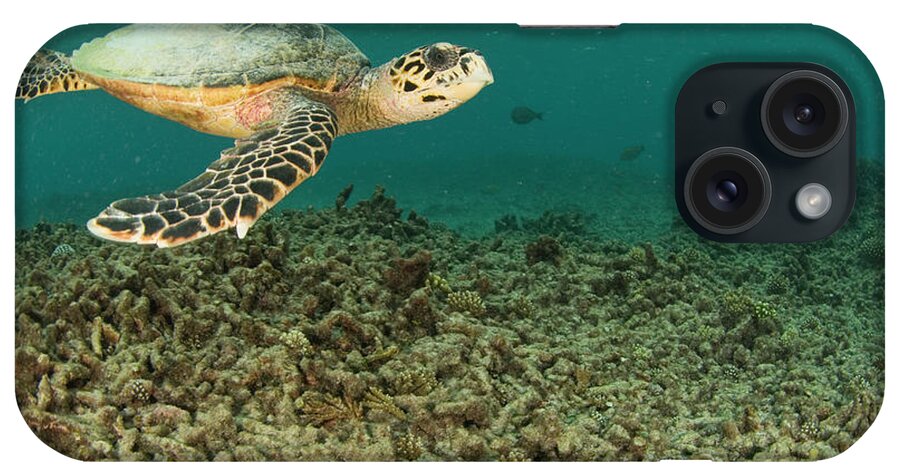 Underwater iPhone Case featuring the photograph Turtle Swims Over Degraded Reef by Rainervonbrandis