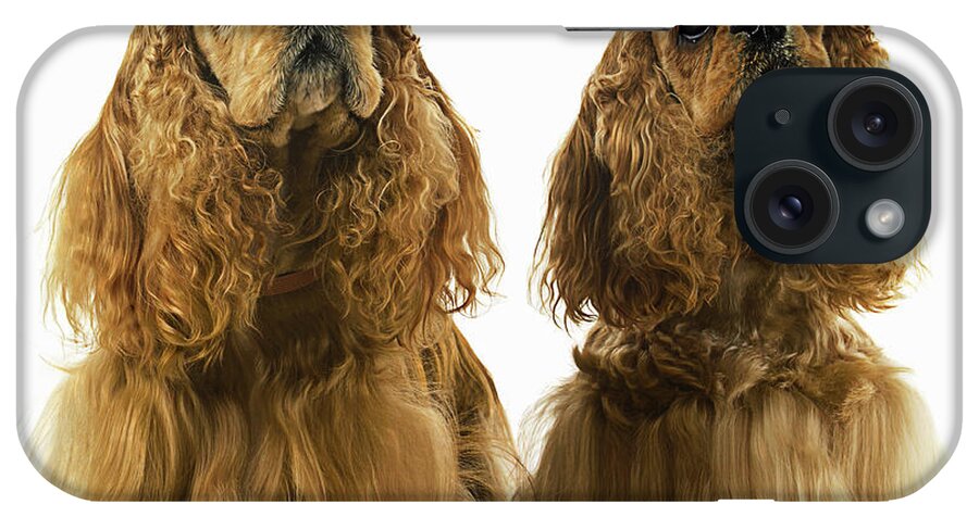 Pets iPhone Case featuring the photograph Two American Cocker Spaniels Side By by Gandee Vasan