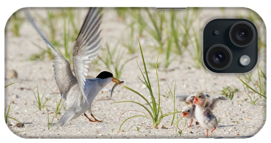Bird iPhone Case featuring the photograph Two Cheers for Breakfast by Susan Rissi Tregoning
