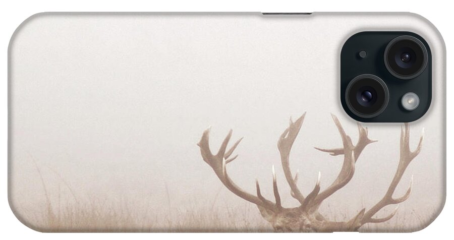 Grass iPhone Case featuring the photograph Two Stag Deer Resting In Field On Foggy by Beholdingeye