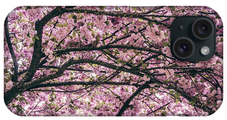 Tree iPhone Case featuring the photograph Under the Cherry Blossom Tree by Colleen Kammerer