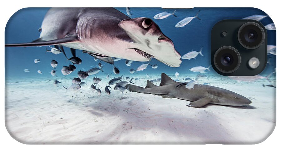 Animal iPhone Case featuring the digital art Underwater View Of Great Hammerhead Shark, Nurse Shark And Baitfish, Bahamas by Ken Kiefer 2