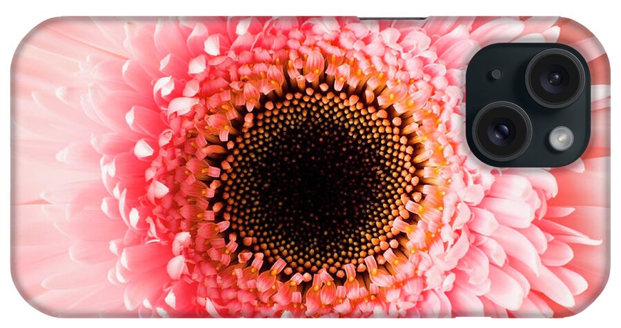 Petal iPhone Case featuring the photograph Usa, Utah, Lehi, Close-up Of Pink Daisy by Mike Kemp