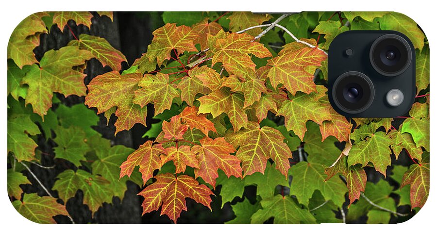 Michigan iPhone Case featuring the photograph Various Stages of Fall Color on Maple Leaves by Sue Smith