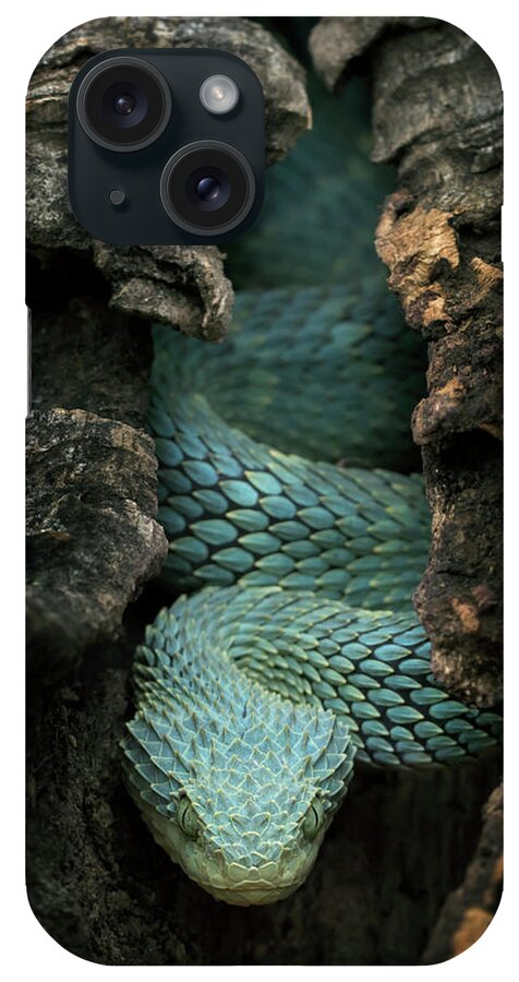 West African Tree Viper (atheris Chlorechis) On Branch Togo Tapestry by  Daniel Heuclin / Naturepl.com - Fine Art America