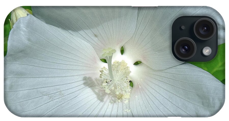 Nature iPhone Case featuring the photograph Very Rare almost All-white Crimson-eyed Rosemallow DFL0996 by Gerry Gantt