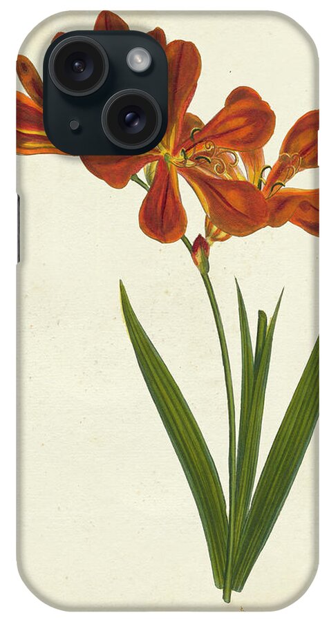 Flower iPhone Case featuring the painting Vibrant Curtis Botanicals Vi by Unknown
