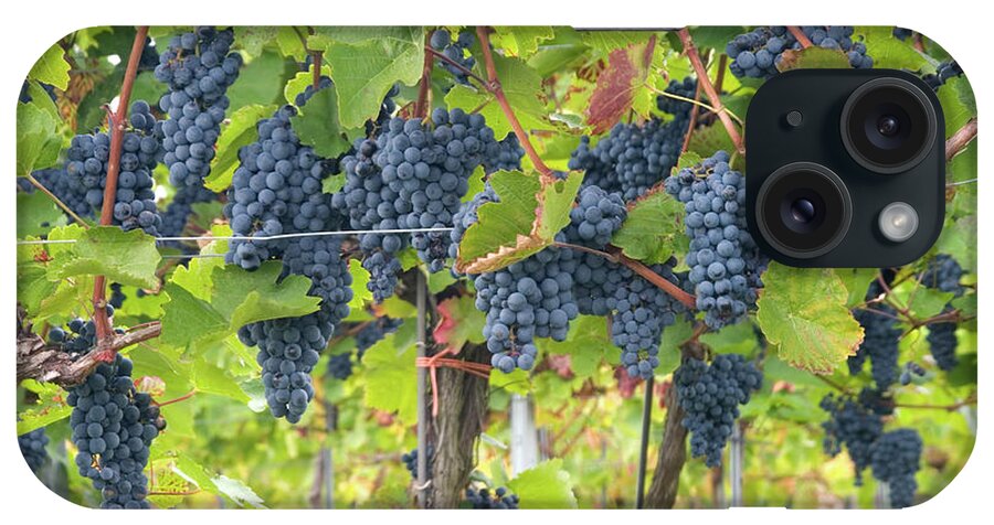 Hanging iPhone Case featuring the photograph Vine Grapes by Visual7