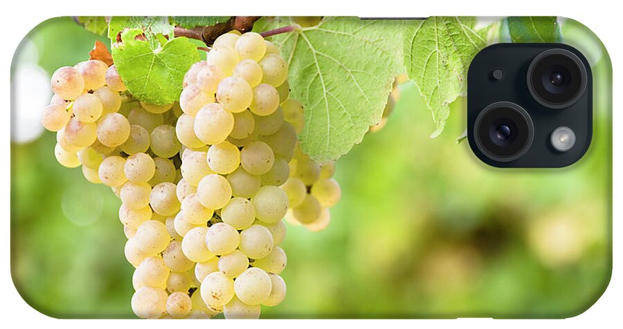 Sparse iPhone Case featuring the photograph Vineyard Grapes by Georgeclerk