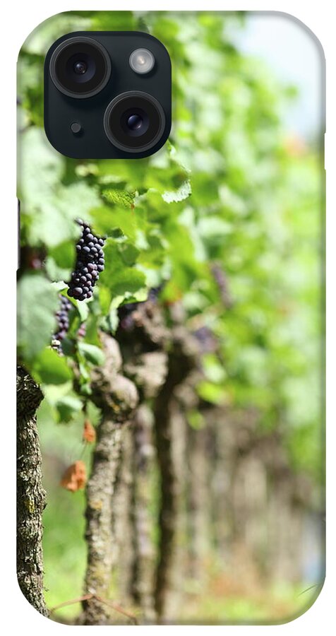 The Bund iPhone Case featuring the photograph Vineyard With Red Ripe Grapes by Schmitzolaf