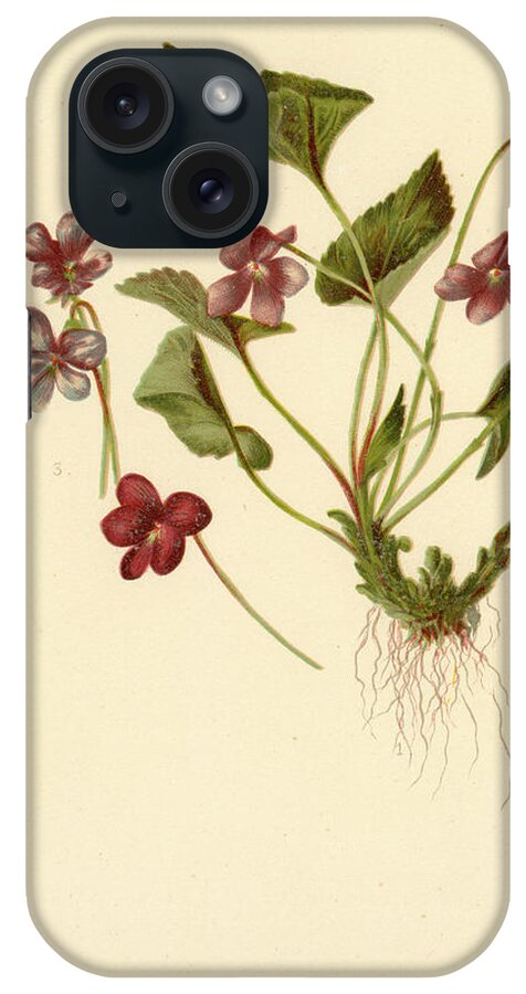Flowers iPhone Case featuring the mixed media Viola Cucullata Common Blue Violet by L Prang