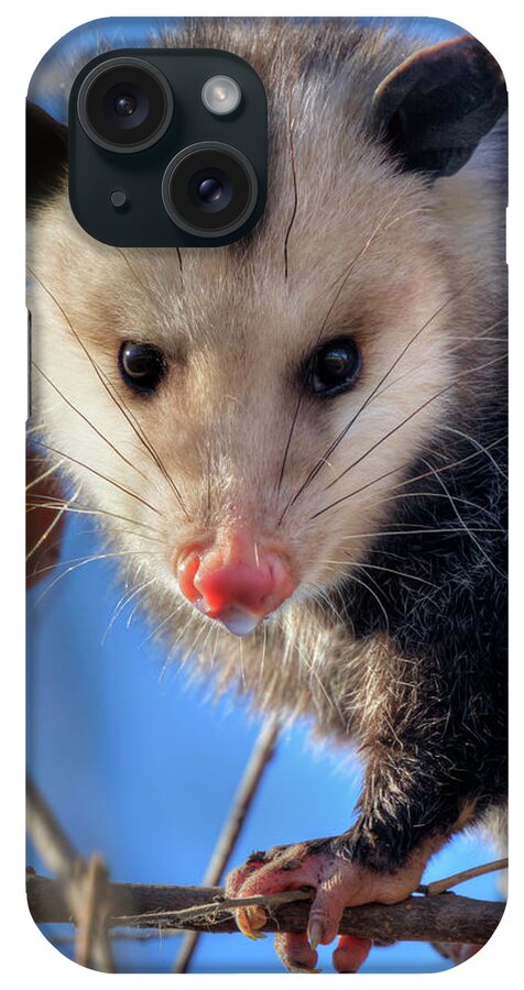 American Fauna iPhone Case featuring the photograph Virginia Opossum by Ivan Kuzmin