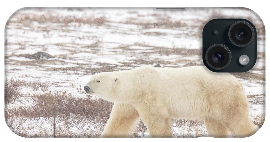 Polar_bear iPhone Case featuring the photograph Walking by Jelieta Walinski